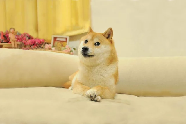 Японская собака — герой мема Doge