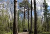 Трехсотлетняя сосна, внесенная в Национальный реестр старовозрастных деревьев России.