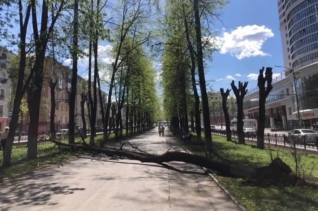 Деревья упали на Октябрьском проспекте