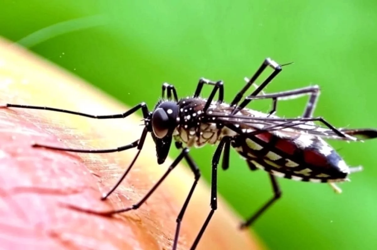Учёный Тихонов: в Ростовской области ожидается нашествие комаров