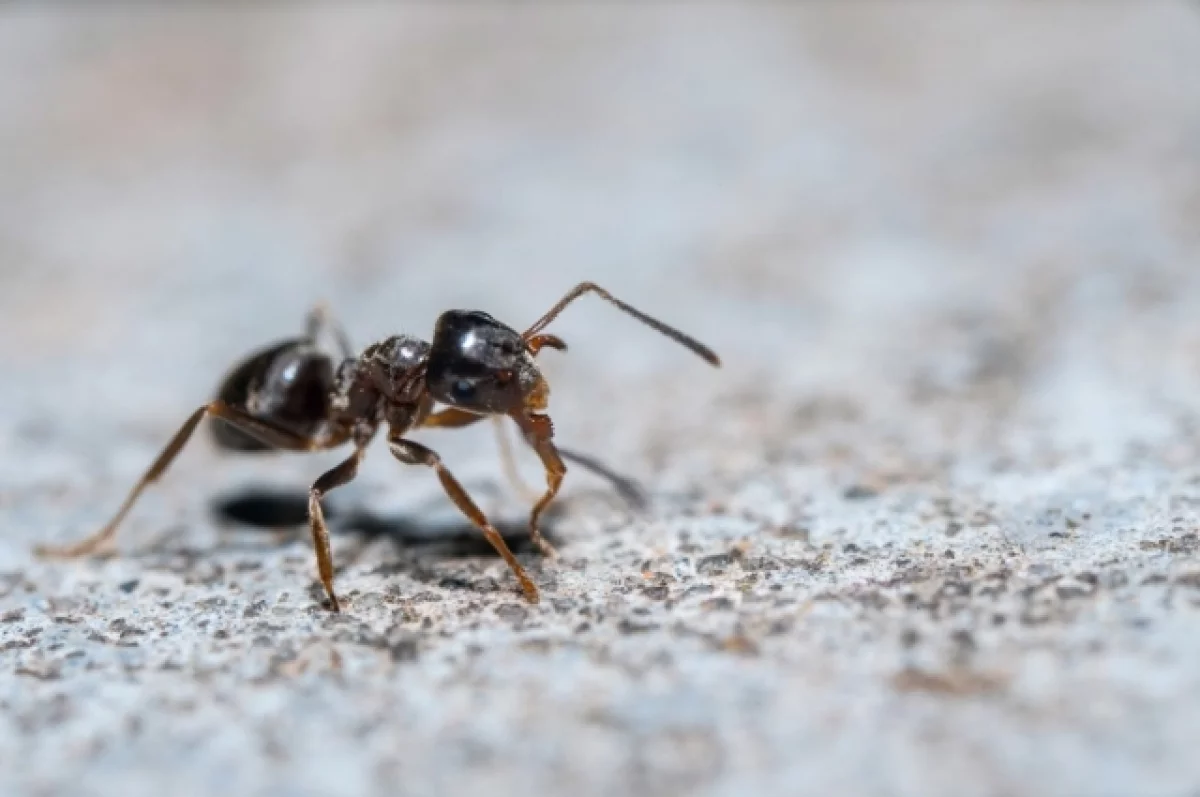 Эксперты рассказали, как избавиться от муравьев на дачном участке
