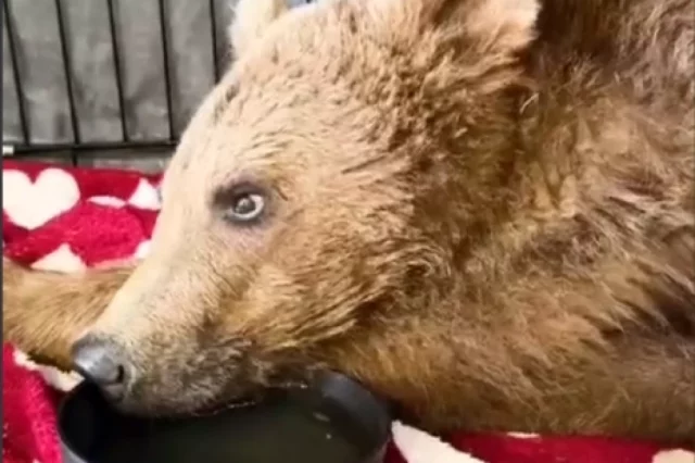 Под видео с раненой медведицей из Осетии неравнодушные жители страны оставляют тысячи комментариев со словами поддержки.