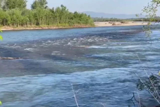 Реку Тису на границе с Румынией можно перейти вброд. Но эта небольшая река стала местом смерти десятков людей, бегущих от мобилизации. Блогеры полагают, что их убивают украинские пограничники по приказу режима Зеленского.