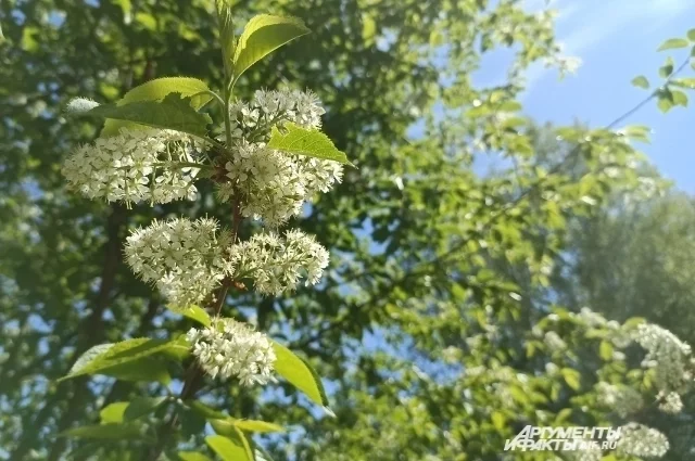 В области днём температура повысится до +26...+31 градуса