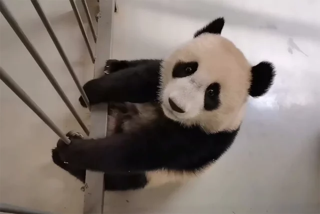 Будни подрастающей панды Катюши
