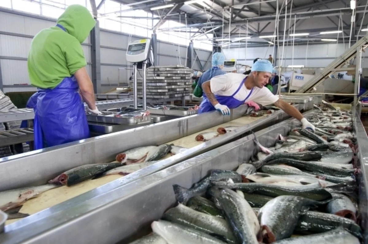 В России не ожидается дефицита красной рыбы