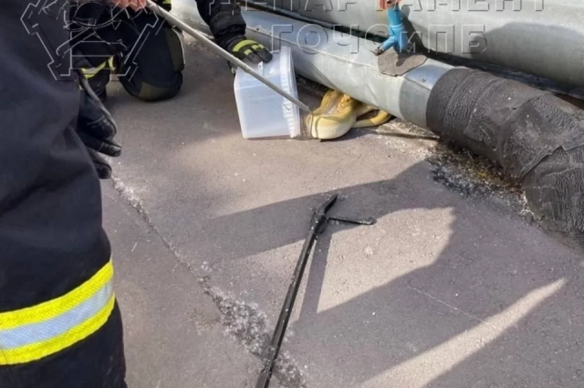 В центре Москвы спасатели поймали большую желтую змею