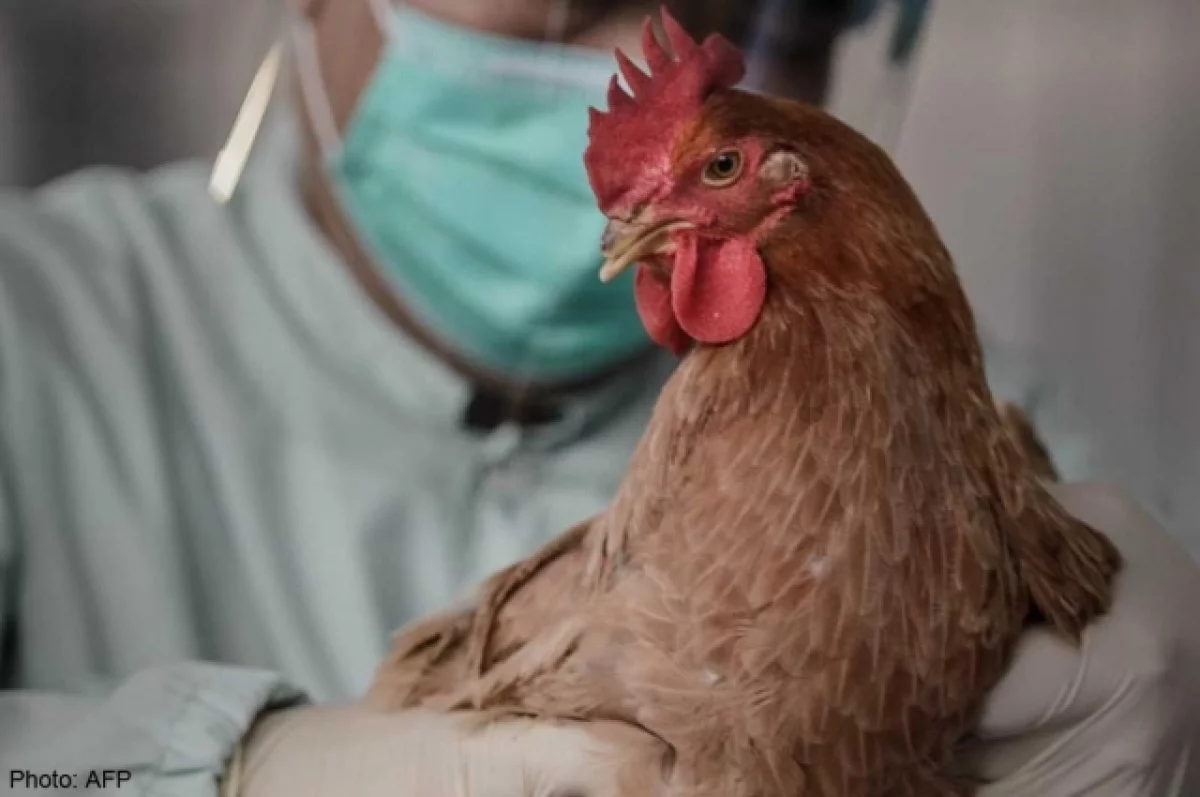 Ученый Вознесенский оценил угрозу пандемии птичьего гриппа