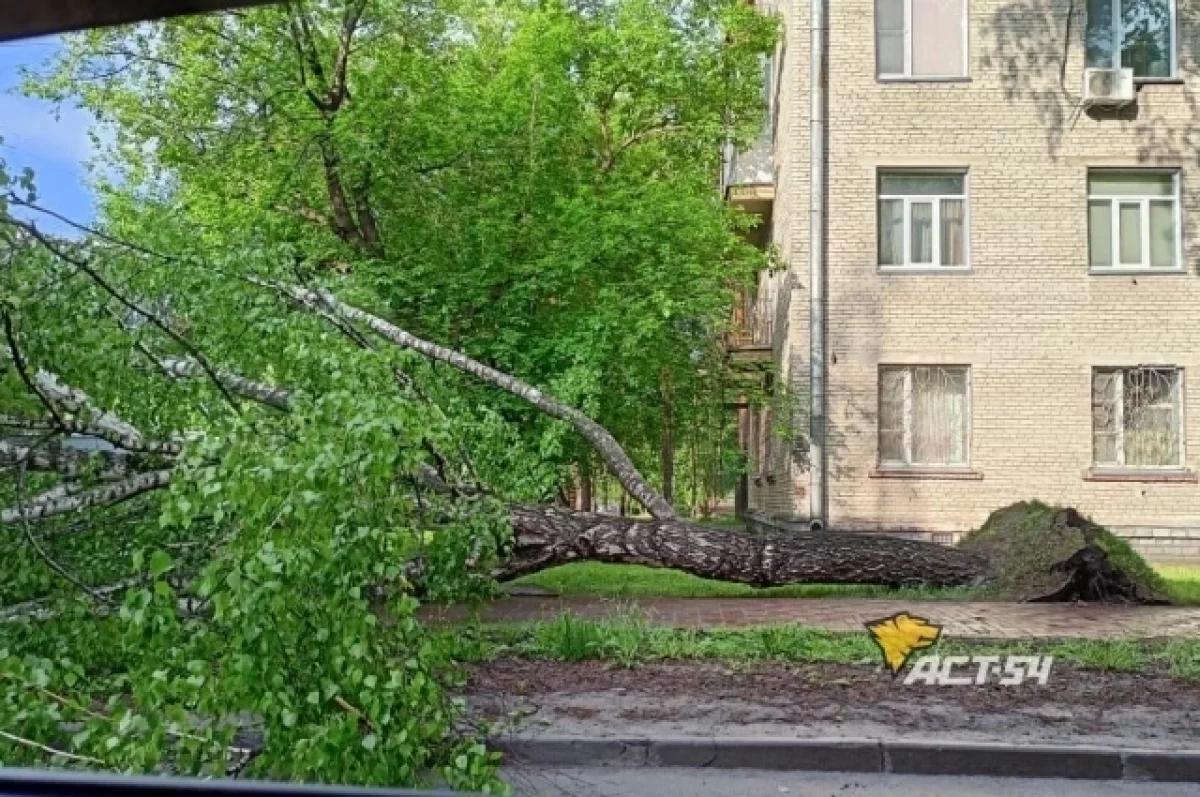 В нескольких районах Новосибирска деревья упали на автомобили | АиФ  Новосибирск