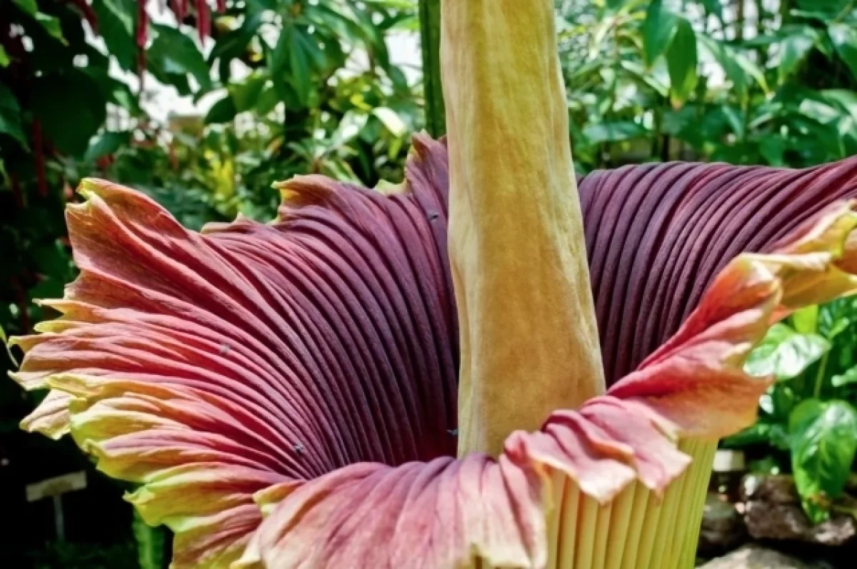 В Англии впервые за долгие годы расцвёл «трупный цветок»