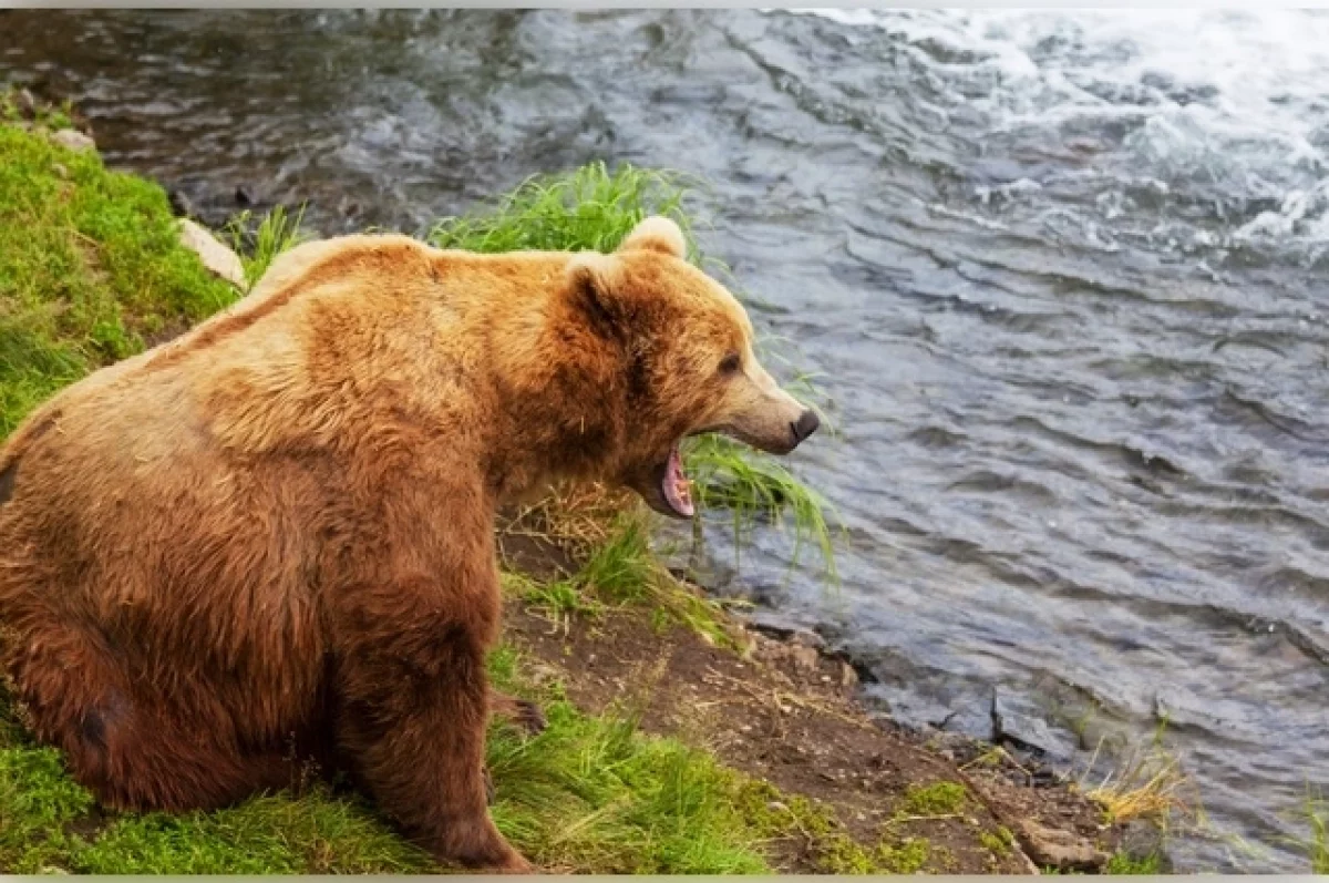 Агрессивные медведи напали на людей в Алтайском крае