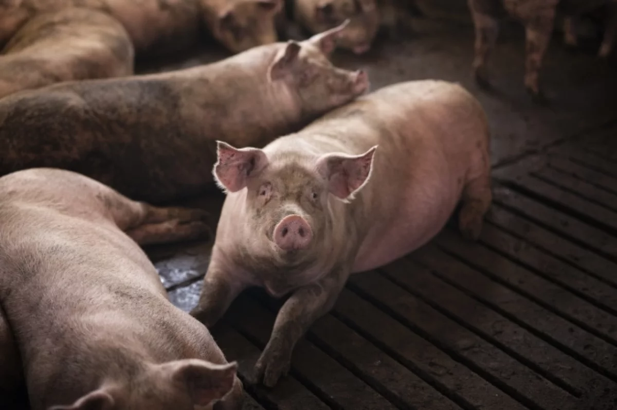 Зараженные африканской чумой туши свиней обнаружили на западе Украины