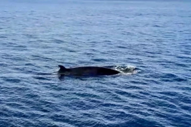 Местные рыбаки наблюдали за местоположением кита и делились информацией о нём.