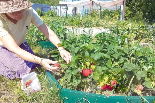 Главное опрыскать цветущую клубнику. 