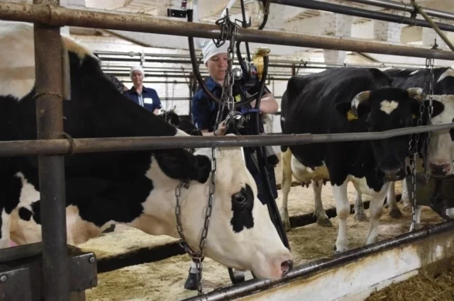 Молочное и мясное животноводство – приоритетные отрасли АПК в Свердловской области.