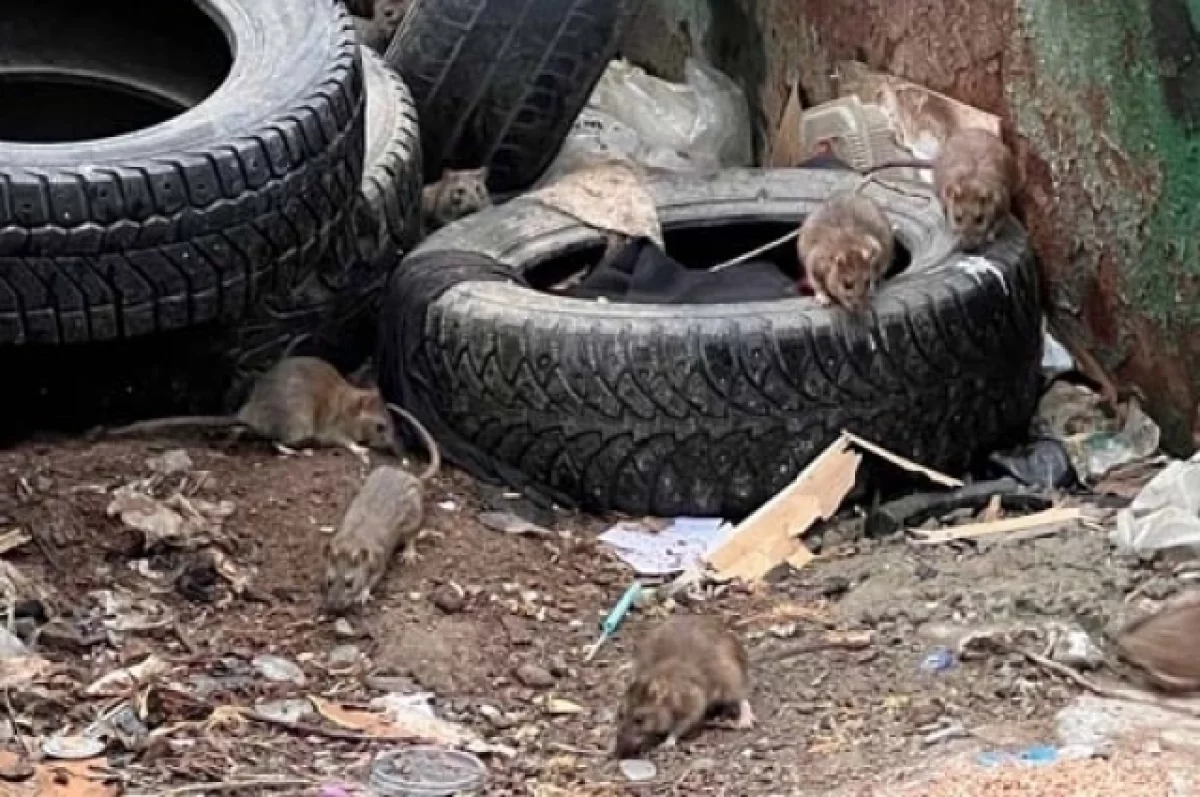 Ростовчане пожаловались на полчища крыс в районе «Темерника»