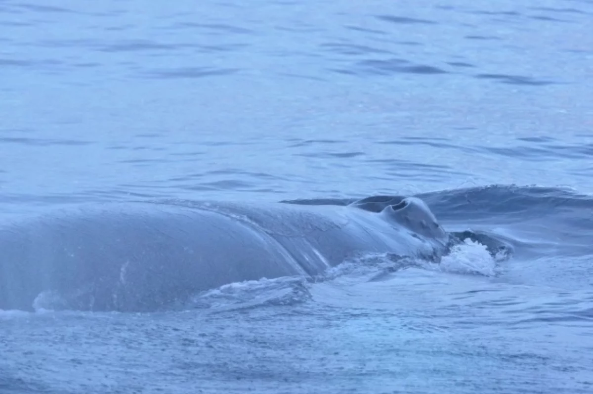 В районе села Териберка спасли запутавшегося в сетях краснокнижного кита