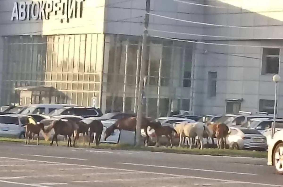 Табун лошадей посреди города удивил жителей Барнаула
