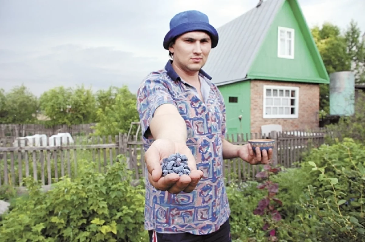 Жителей Барнаула приглашают собирать жимолость по 300 рублей за 1 кг