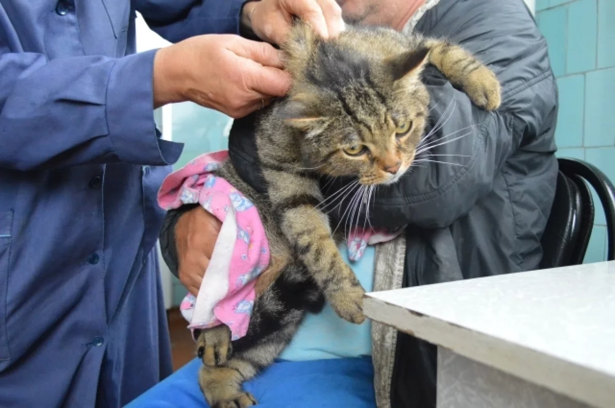 Около полусотни кошек из квартиры в Краснодаре стерилизуют и вернут хозяйке  | АиФ Краснодар