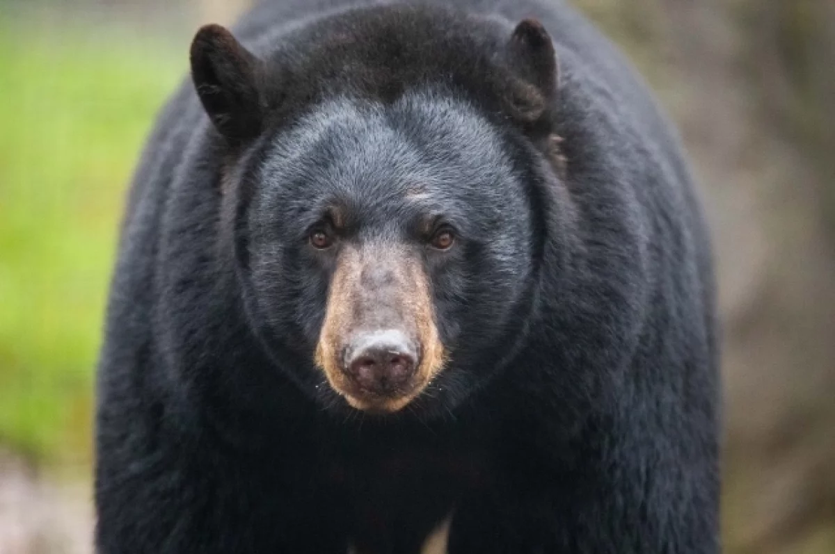 В США съевший женщину медведь следил за ее домом несколько месяцев