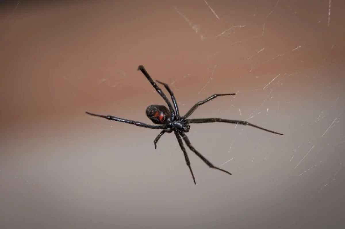 Зоолог Ерофеева: самый ядовитый паук Дона живёт в подвалах и на чердаках