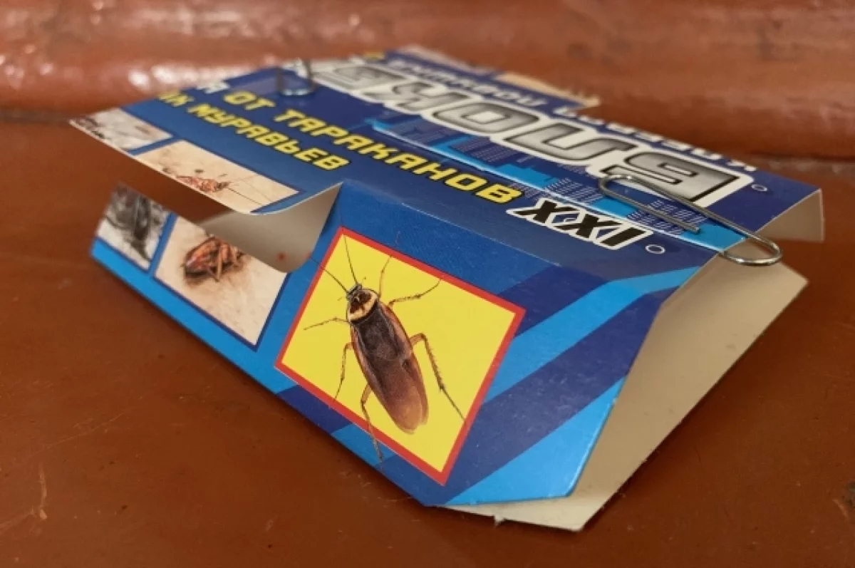 Жителей Бийска пугают полчища американских тараканов