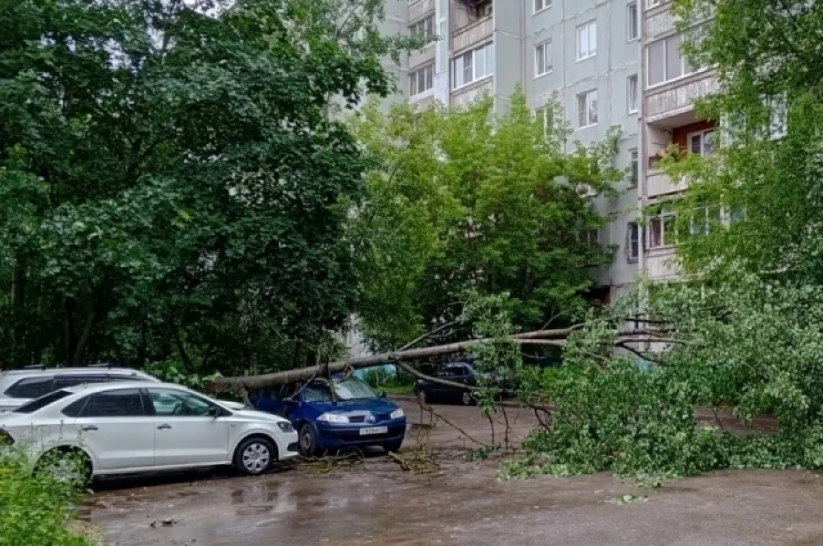 В Твери упавшее на дорогу дерево повредило три автомобиля | АиФ Тверь