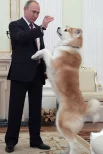  Президент РФ Владимир Путин с собакой Юмэ породы акита-ину.