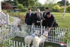 Лидер КНДР Ким Чен Ын подарил президенту России Владимиру Путину двух охотничьих собак редкой породы пхунсан.