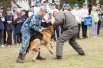 Эти собаки всегда готовы к выполнению служебно-боевых задач. 