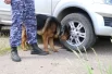 Четвероногие друзья - незаменимые помощники в досмотре машин.