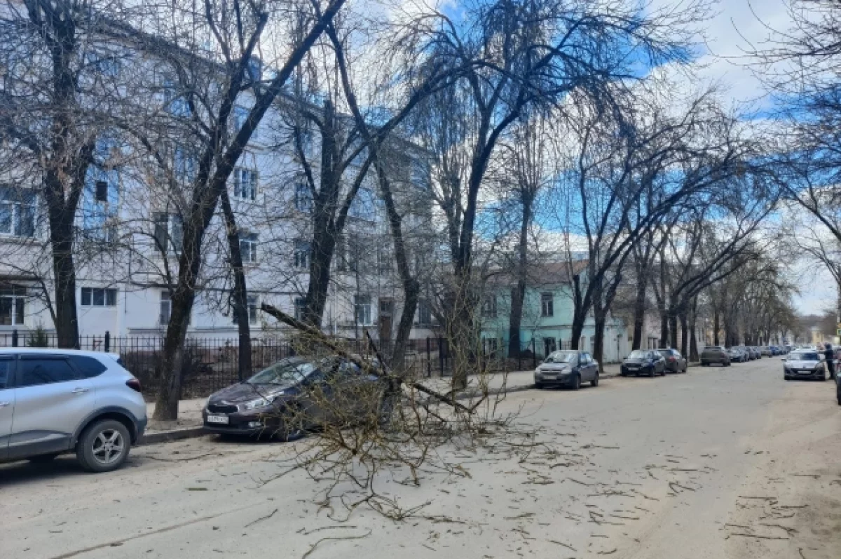 В Малоярославце Калужской области во время урагана дерево упало на женщину  | АиФ Калуга