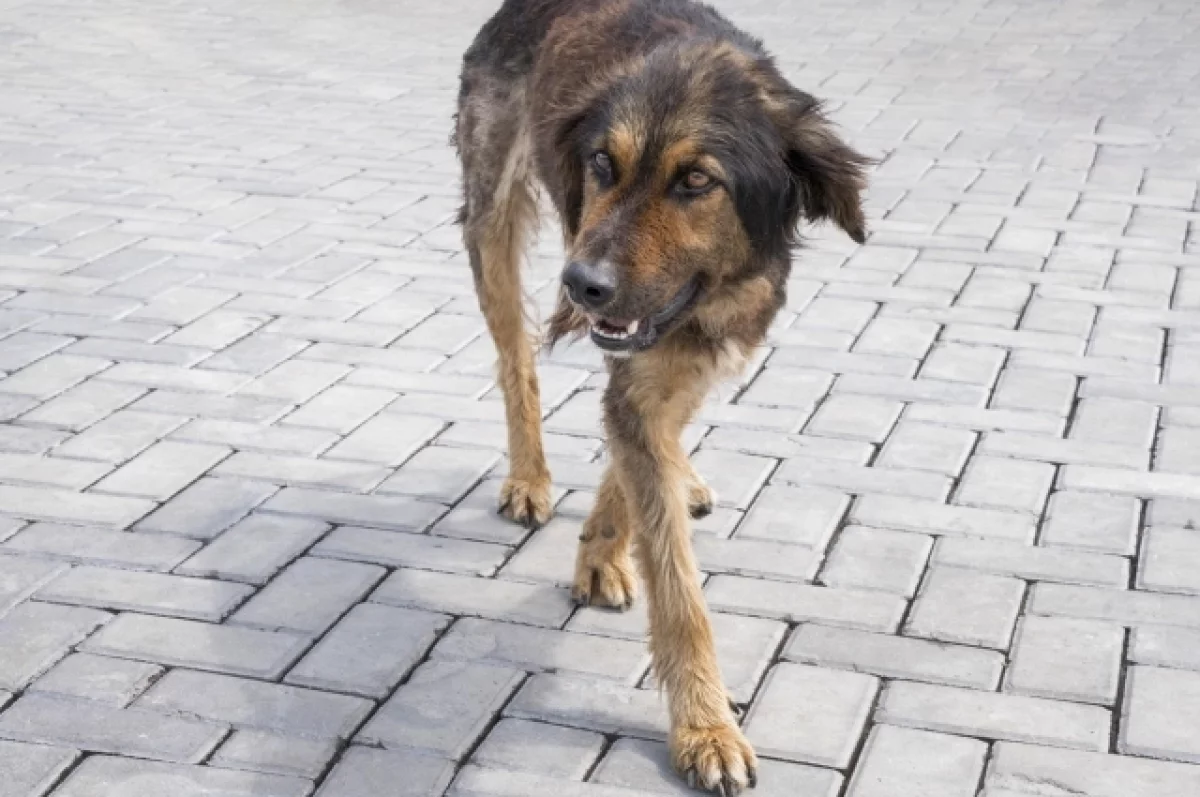 В одном из районов Ростовской области ввели карантин из-за бешеной собаки
