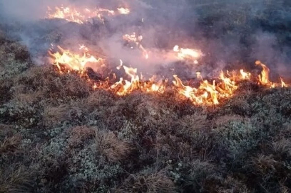 На Камчатке за год лесных пожаров стало почти в три раза больше | АиФ  Камчатка