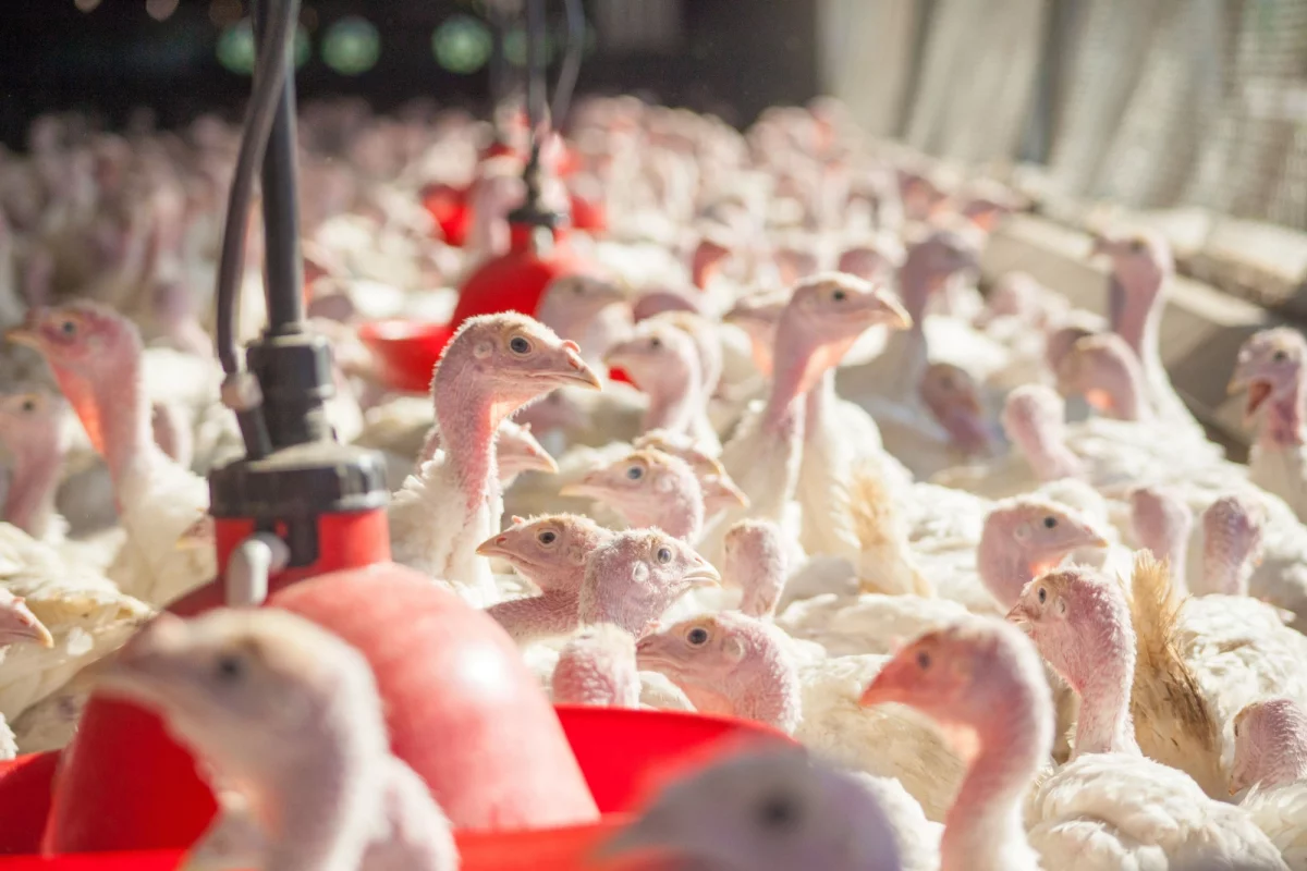 Донской регион поставил в Саудовскую Аравию и Китай 119 тонн мяса птицы