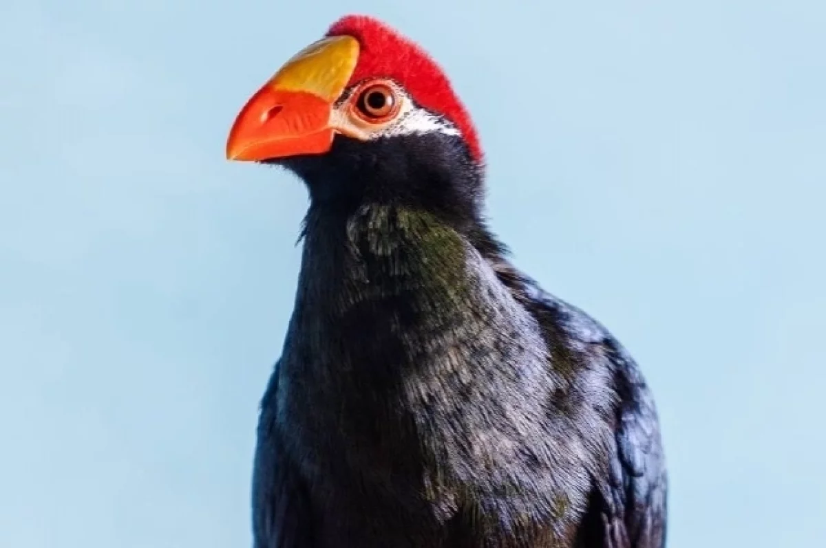 В парке Ростовской области поселилась редкая африканская птица