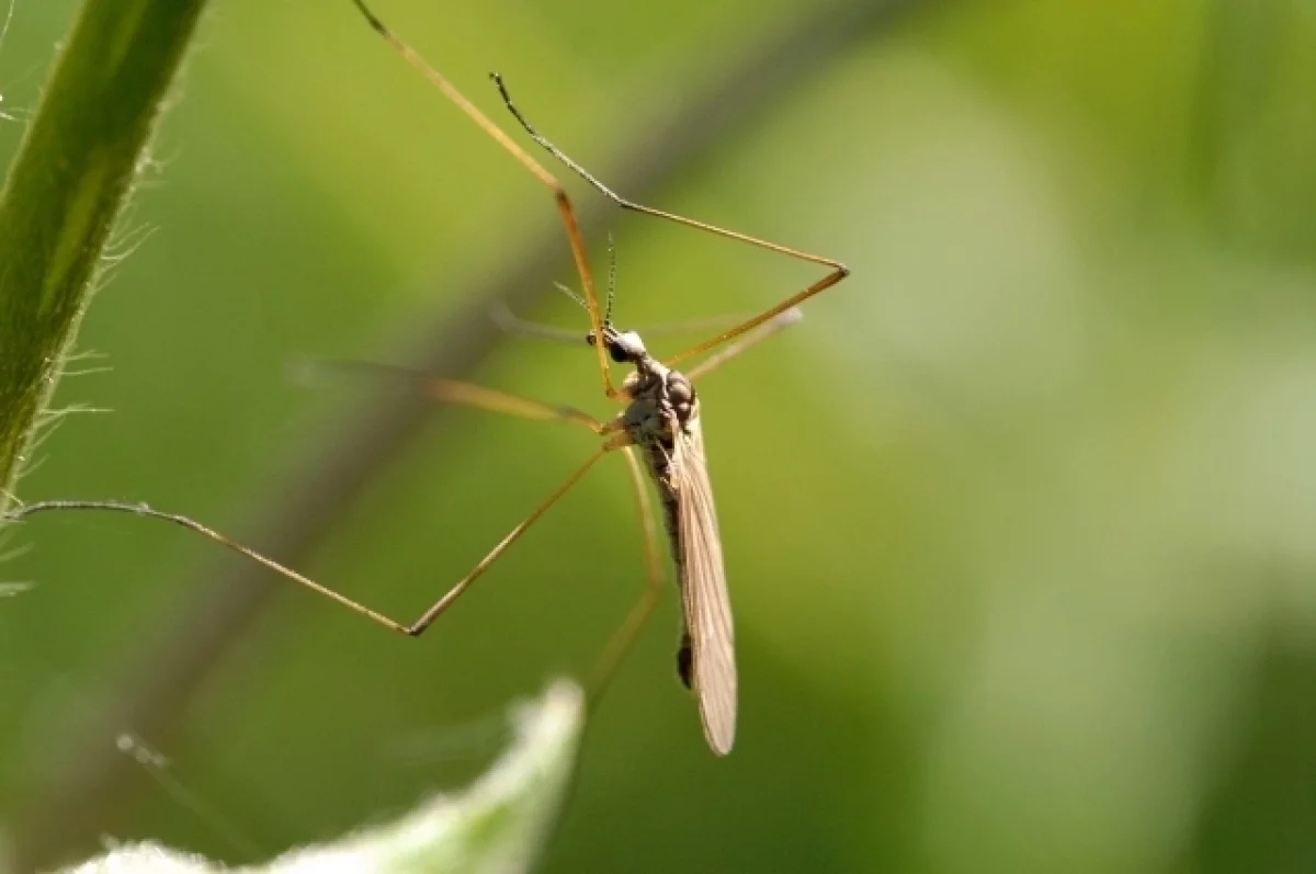 Роспотребнадзор опроверг появление опасных комаров из Таиланда на Алтае