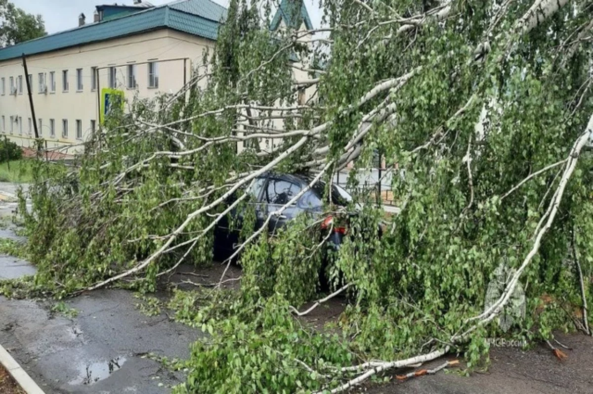 Упавшее во время урагана в Санкт-Петербурге дерево убило ребенка