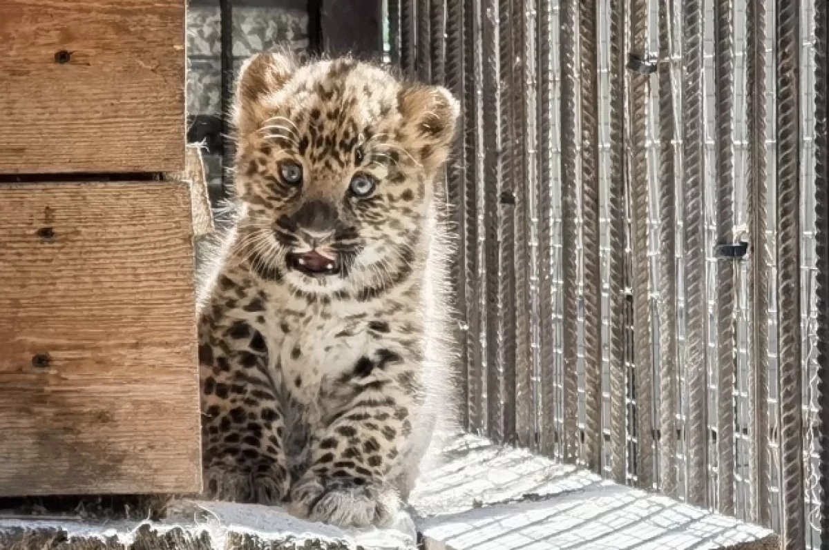 В барнаульском зоопарке впервые родился пятнистый леопард