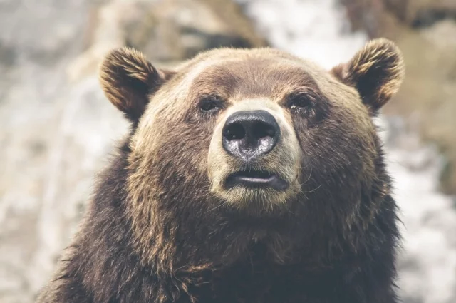 В Кировской области произошло одно ДТП с медведем