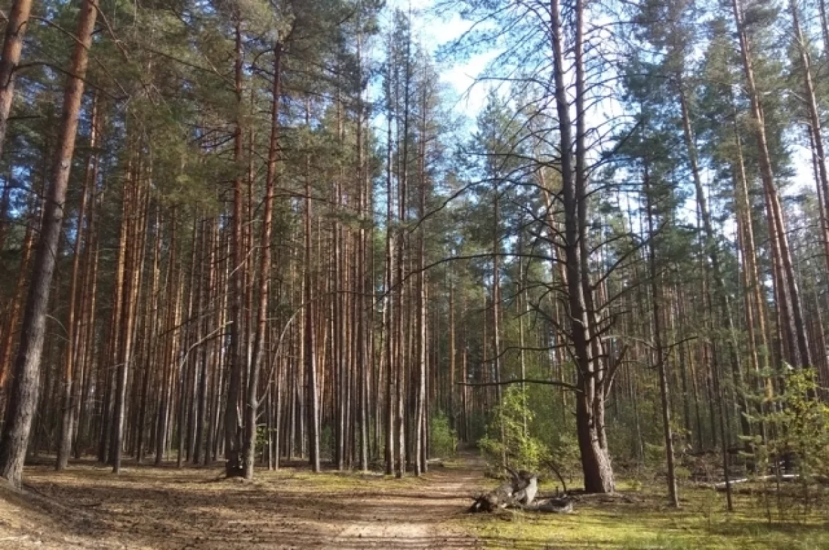 В Брянской области с 4 июля на шесть дней ограничат доступ в лесные массивы