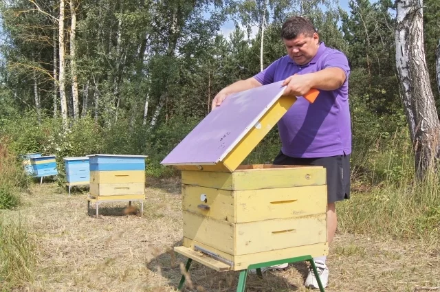 На одной из пасек погибли сразу 200 пчелосемей.