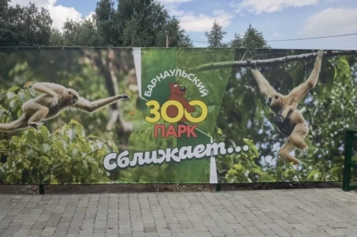 Барнаульский зоопарк проведет торжество в честь новоселья гиббона