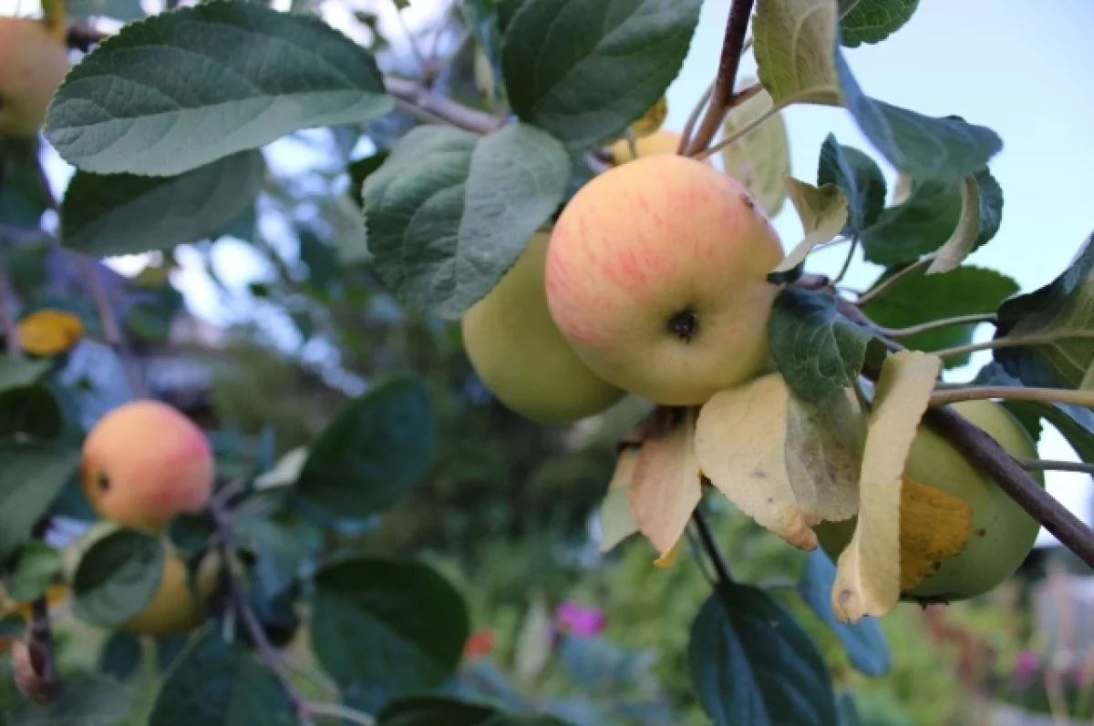 В Ростовской области в самый разгар лета выросли цены на яблоки