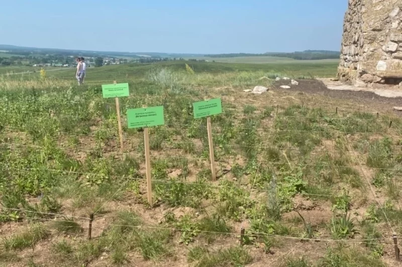 Могильный курган не засеивался и не косился местными жителями и сохранил флору того времени