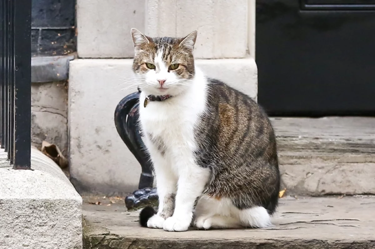Новый премьер Британии Кир Стармер привезет в резиденцию свою кошку