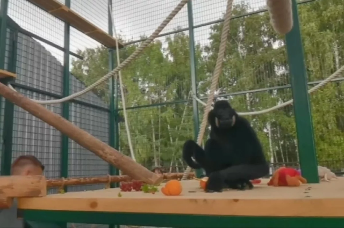В барнаульском зоопарке отпраздновали новоселье гиббона