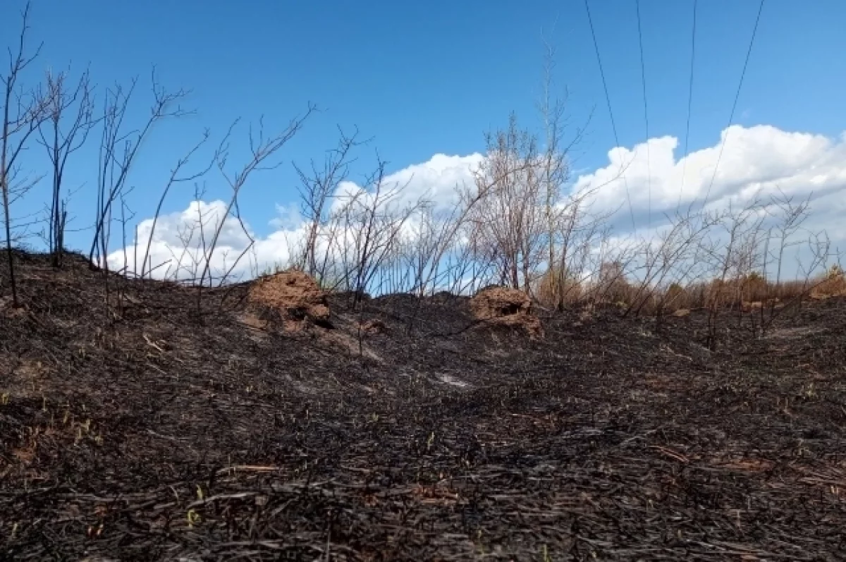 В Ростовской области в Каменске-Шахтинском пламя охватило поле
