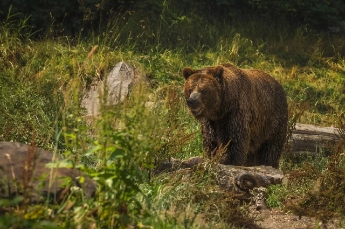 Эксперт Бороденко предостерег россиян от кормления диких медведей